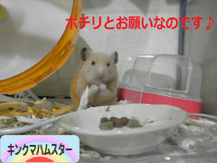 にほんブログ村 ハムスターブログ キンクマハムスターへ