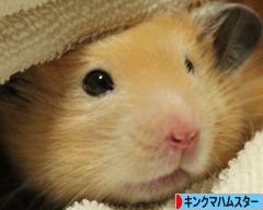 にほんブログ村 ハムスターブログ キンクマハムスターへ
