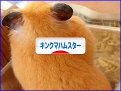 にほんブログ村 ハムスターブログ キンクマハムスターへ