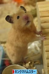 にほんブログ村 ハムスターブログ キンクマハムスターへ