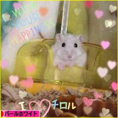 にほんブログ村 ハムスターブログ パールホワイトハムスターへ