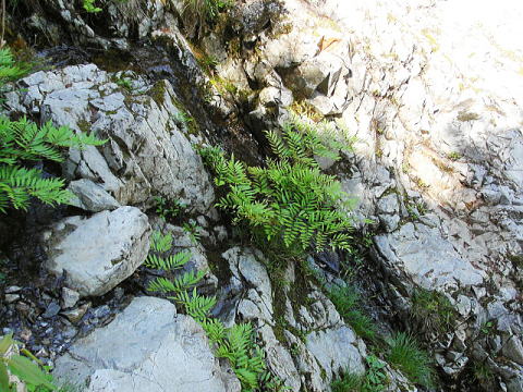 自生地でのヤシャゼンマイ