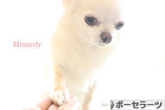 にほんブログ村 ハンドメイドブログ ポーセラーツへ