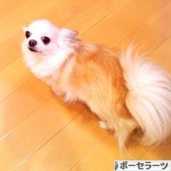 にほんブログ村 ハンドメイドブログ ポーセラーツへ