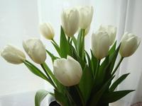 Tulips_3