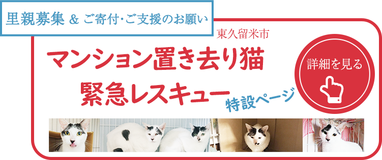 急募 東久留米市内にある保護猫シェルターのお世話ボランティアを募集しています ブログ Has活動レポート Has ホーム アニマル ソサエティ