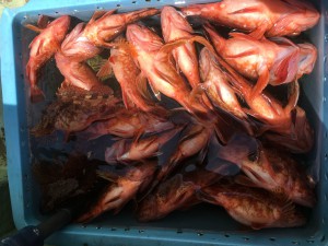 IMG_5738[1]
