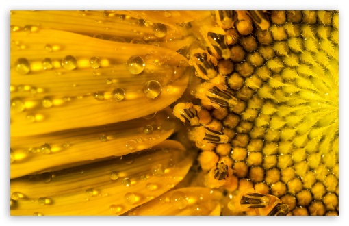 Sun Flower HD desktop wallpaper 