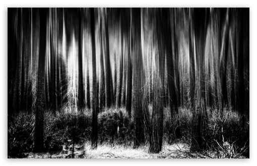 The Lonely Woods, Forever HD desktop wallpaper 