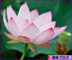 にほんブログ村 健康ブログへ