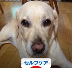 にほんブログ村 健康ブログ セルフケアへ