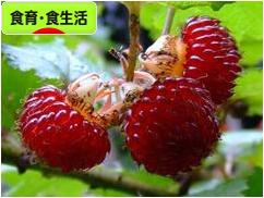にほんブログ村 健康ブログ 食育・食生活へ