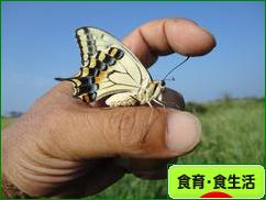 にほんブログ村 健康ブログ 食育・食生活へ