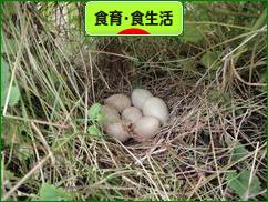 にほんブログ村 健康ブログ 食育・食生活へ