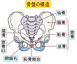 「骨盤内」の画像検索結果