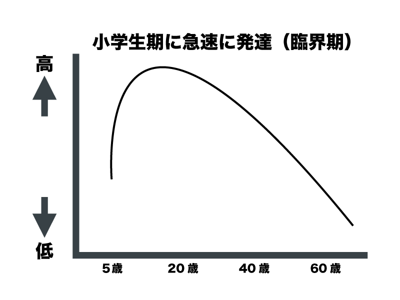 スポーツビジョン発達の様式図