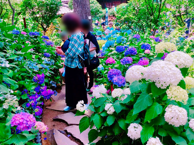 日本屈指の紫陽花名所 白山神社あじさいまつり 小石川植物園 自然満喫お散歩コン 白山神社 アクティブ系婚活イベントのハートカフェ 開催レポート大公開