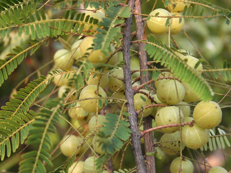 ハーブシャンプー香る髪アロマプラス製造中 ヘナ遊で手作りヘアケア ハーブシャンプー白髪染め