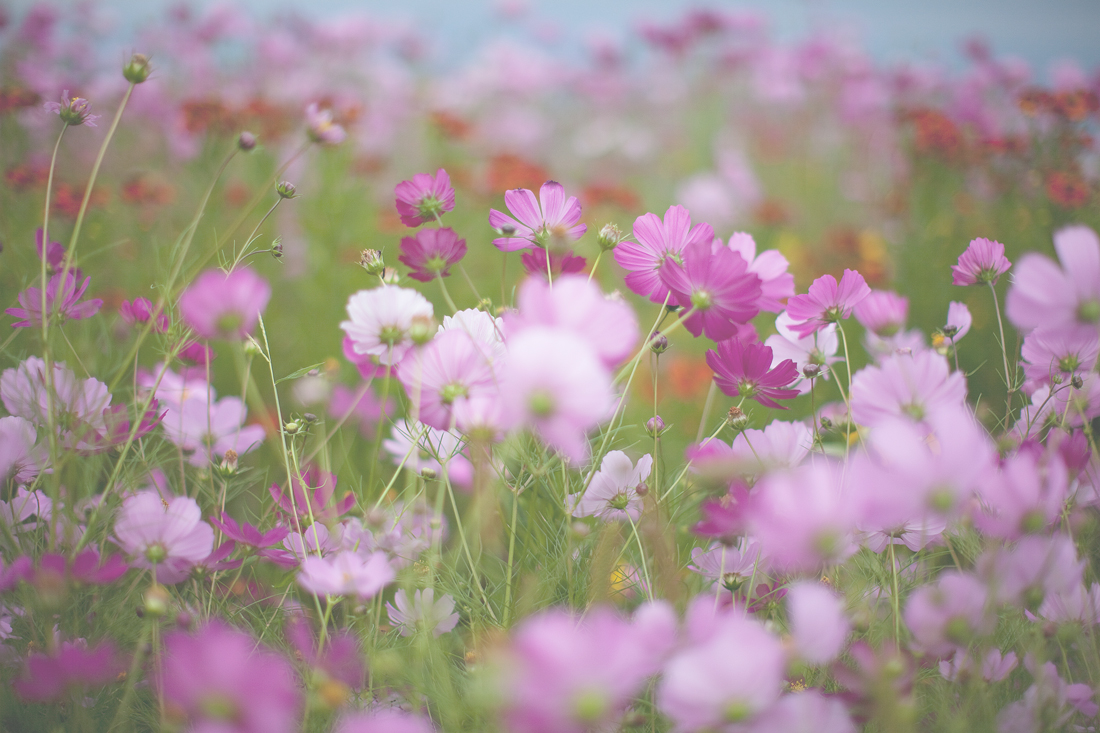 $スキンデザインのテストブログです。