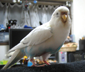 08年5月2日 体調不良 セキセイインコ精巣腫瘍のシグナル セキセイインコ アルの精巣腫瘍闘病日記 オカメインコレキ マメルリハレンリ セキセイインコレティ コザクラインコレイ マメルリハレミィ