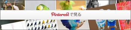 まめるりは Birds collection：Pinterest