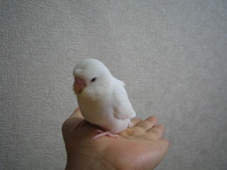 セキセイインコのレティ