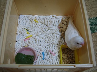 育て セキセイ 方 雛 インコ