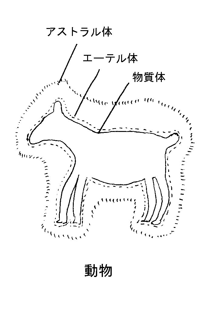 動物の構成要素