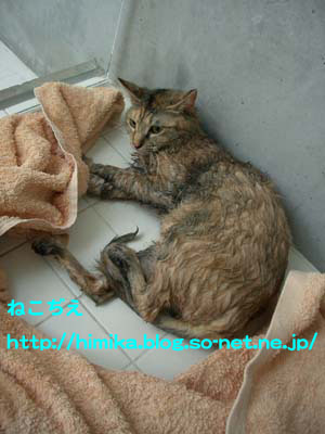 shima_wash2_CIMG8955.jpg