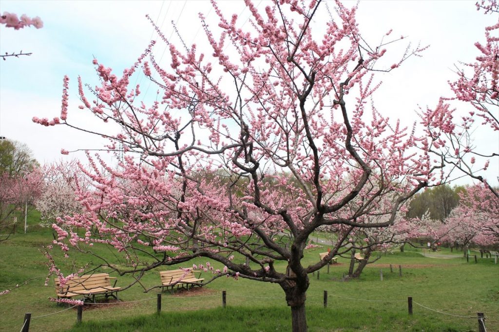 5月9日の紅梅基準木の全景（八分咲）