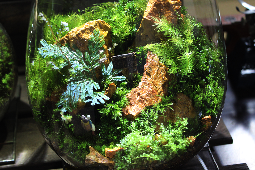 注目のインテリア 苔テラリウム 魅力とそれに似合うあのアイドル イチトの食べまくりブログ