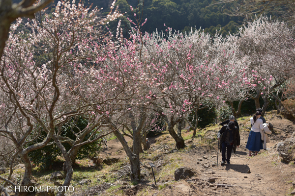 湯河原幕山梅林にて