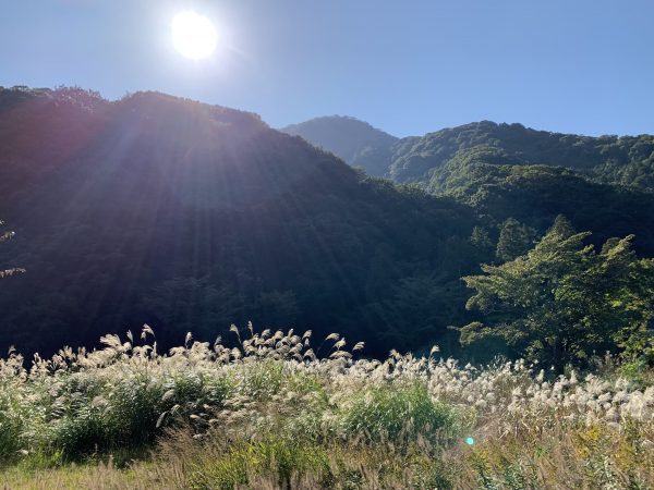 湯河原幕山　ススキ