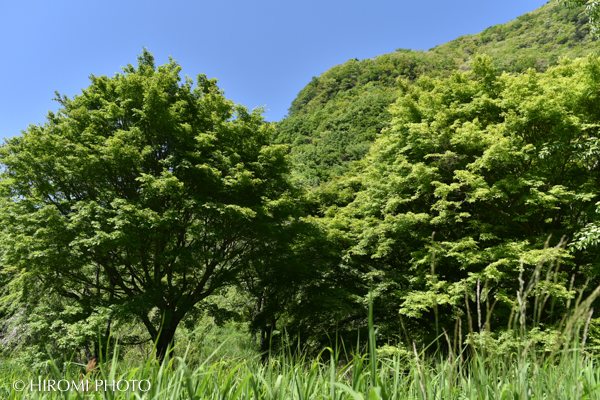 湯河原幕山公園