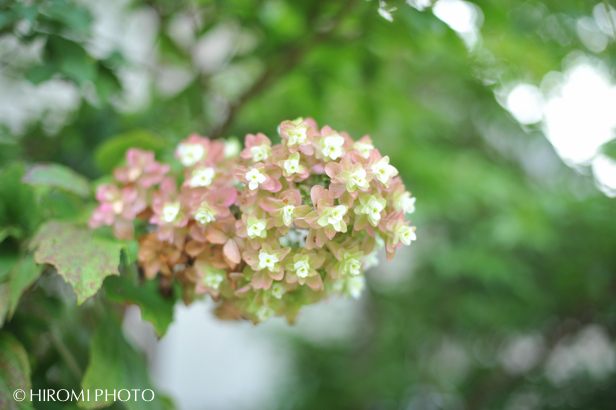 wakanasan_071s