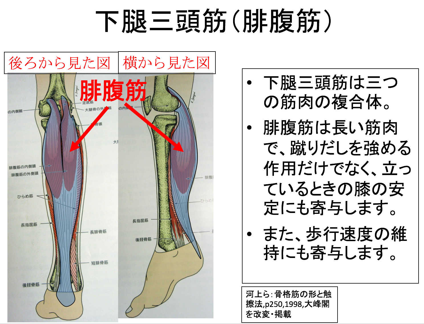 介護予防リハビリ体操 下腿三頭筋を鍛えて 足取りを軽くしよう 株式会社保歩笑のブログ