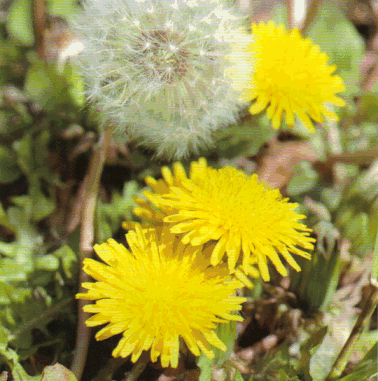 クリックすると新しいウィンドウで開きます