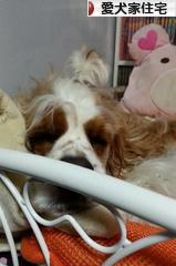 にほんブログ村 住まいブログ 愛犬家住宅へ
