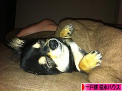 にほんブログ村 住まいブログ 一戸建 積水ハウスへ