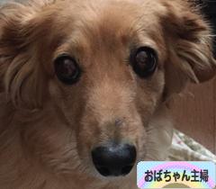 にほんブログ村 主婦日記ブログ おばちゃん主婦へ