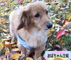 にほんブログ村 主婦日記ブログ おばちゃん主婦へ