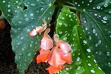 今日の誕生花 ３月６日 ベゴニア Begonia Mkbanbiのブログ