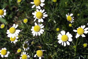 カミツレ(カモミール)