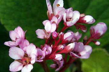 ベルゲニア(ヒマラヤゆきのした)