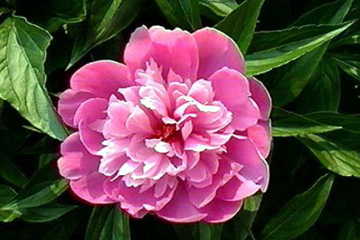 今日はシュークリームの日 5 19 1面 感謝感激虎吉 To Locky