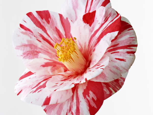 今日の誕生花 ２月４日 椿 つばき Mkbanbiのブログ