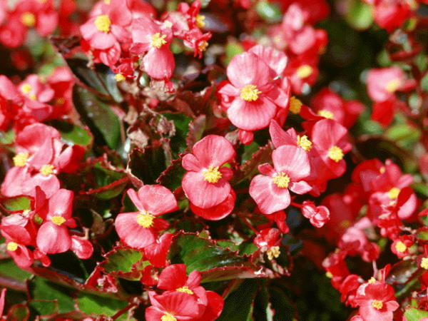 今日の誕生花 ３月６日 ベゴニア Begonia Mkbanbiのブログ