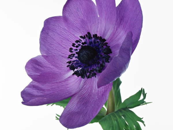 今日の誕生花 ３月１３日 アネモネ Anemone Mkbanbiのブログ