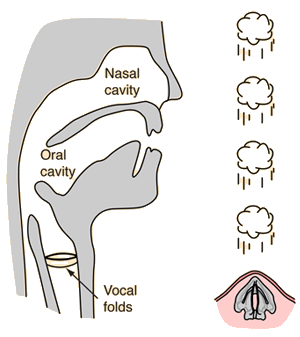 Download Vocal loops and samples.
