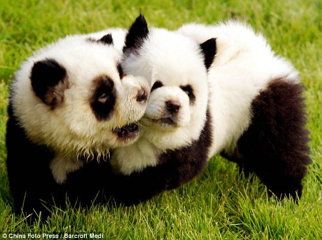 panda cubs